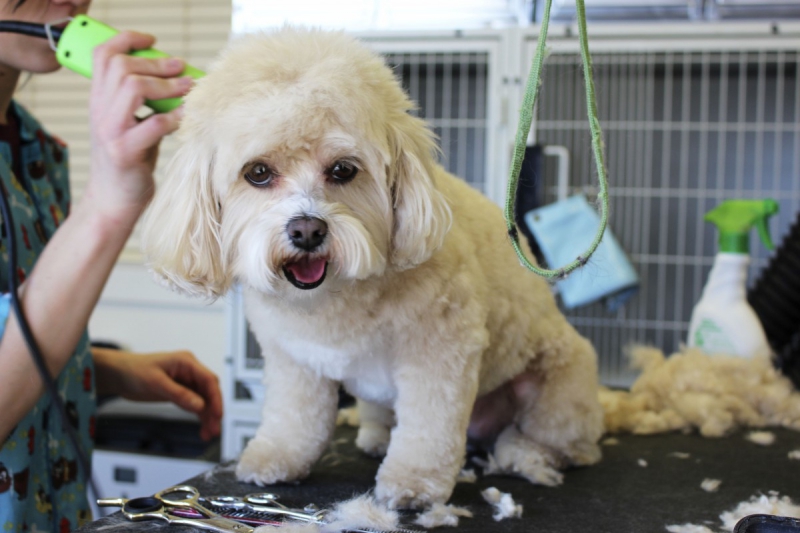 toiletteur-LA VALETTE DU VAR-min_white_dog_grooming_pet_pet_grooming_salon_groomer_fur-678977